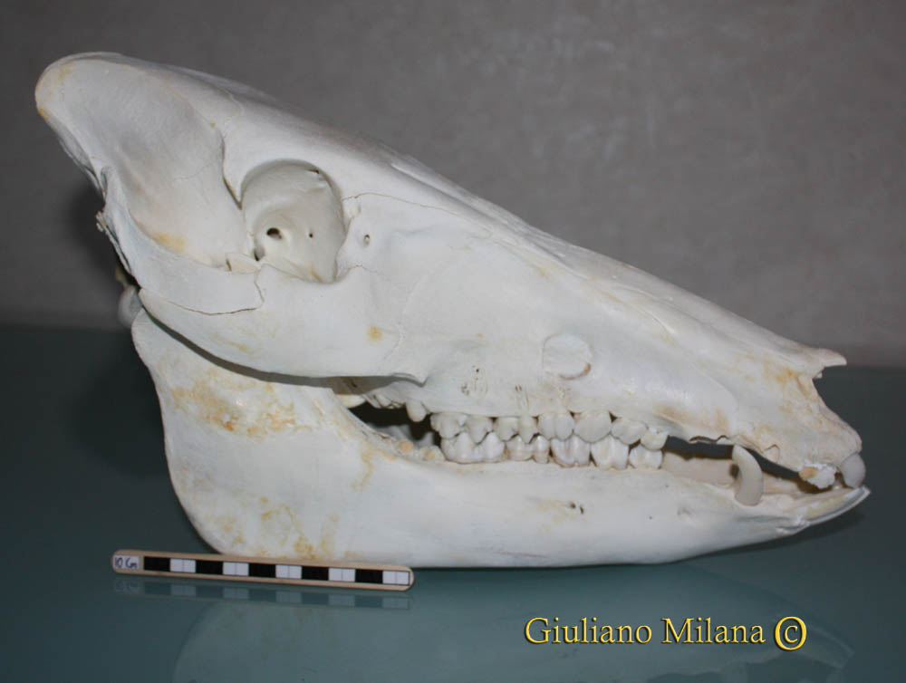 Cranio: Cinghiale